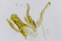 Scrobipalpula psilella