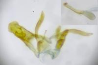 Scrobipalpula psilella