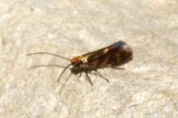 Micropterix tunbergella