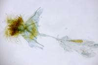 Cnephasia cupressivorana