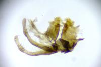 Micropterix tunbergella
