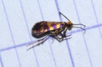 Micropterix tunbergella