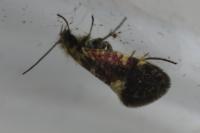 Eriocrania salopiella