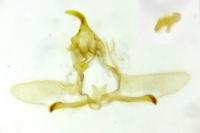 Cnephasia communana