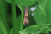 Celypha striana