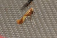 Caloptilia robustella