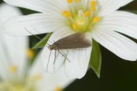 Coleophora lutarea