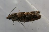 Epinotia immundana