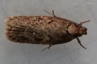 Depressaria albipunctella