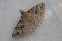 Alucita hexadactyla