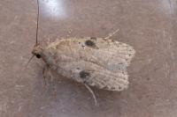 Agonopterix propinquella
