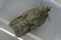 Acleris literana