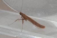 Caloptilia