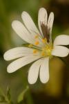 Coleophora lutarea
