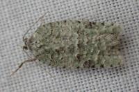 Acleris literana