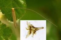 Nematopogon adansoniella