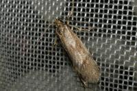 Diurnea lipsiella