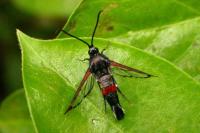 Synanthedon formicaeformis