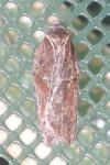 Acleris cristana