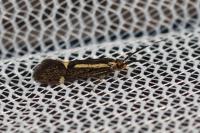 Esperia sulphurella