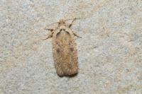 Agonopterix