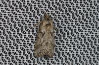 Cnephasia cupressivorana