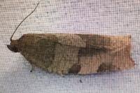 Choristoneura hebenstreitella