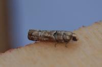 Pseudococcyx tessulatana