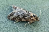 Cnephasia cupressivorana