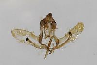 Cnephasia cupressivorana