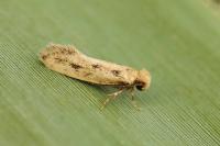 Anomalotinea liguriella