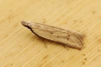 Mesophleps corsicella