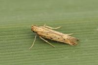 Metzneria hilarella