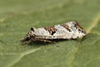 Phtheochroa simoniana