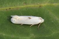 Pseudopostega chalcopepla