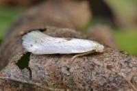 Pseudopostega chalcopepla
