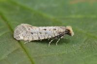 Ateliotum petrinella