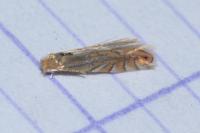 Phyllonorycter quercifoliella