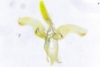 Phyllonorycter quercifoliella