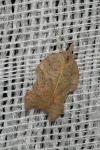Acleris emargana/effractana