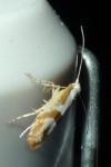 Argyresthia pruniella