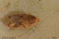 Acleris ferrugana/notana