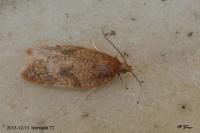 Acleris ferrugana/notana