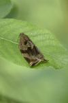 Archips crataegana