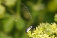 Adela reaumurella