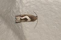 Epiblema foenella