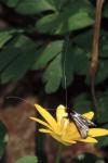 Adela reaumurella