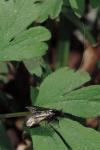 Adela reaumurella