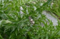 Epiblema cirsiana