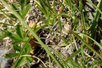 Olethreutes scoriana